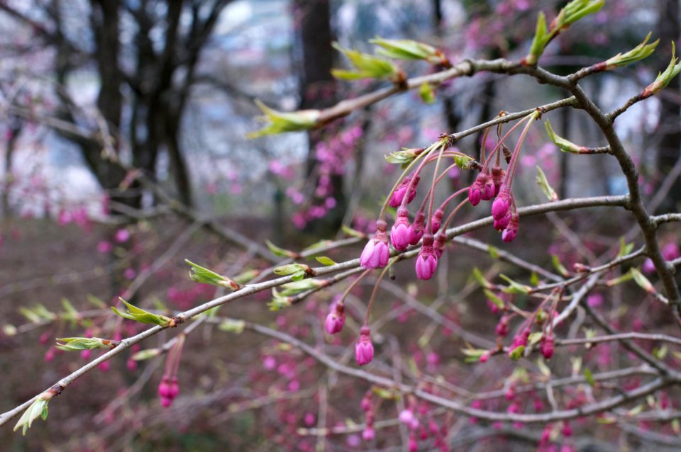 Japan, 9550035 niigataken, Sanjshi