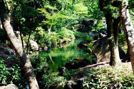Lake, Trees