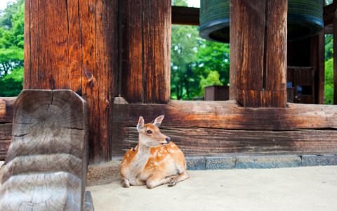 brown deer lying on ground near brown wooden post photo