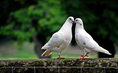 Bird bird pigeon animal world photo