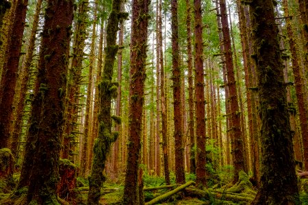 brown trees photo