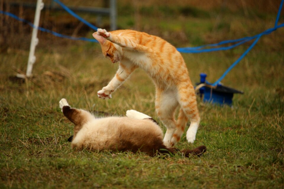 Red cat kitten red mackerel tabby