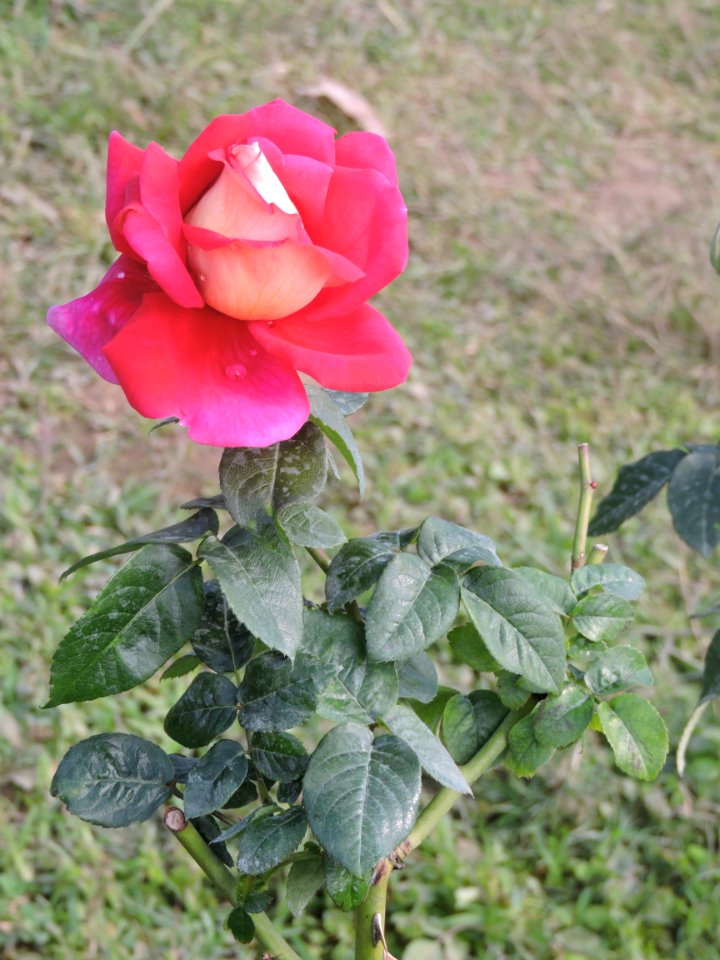 Pyin oo lwin, Myanmar burma