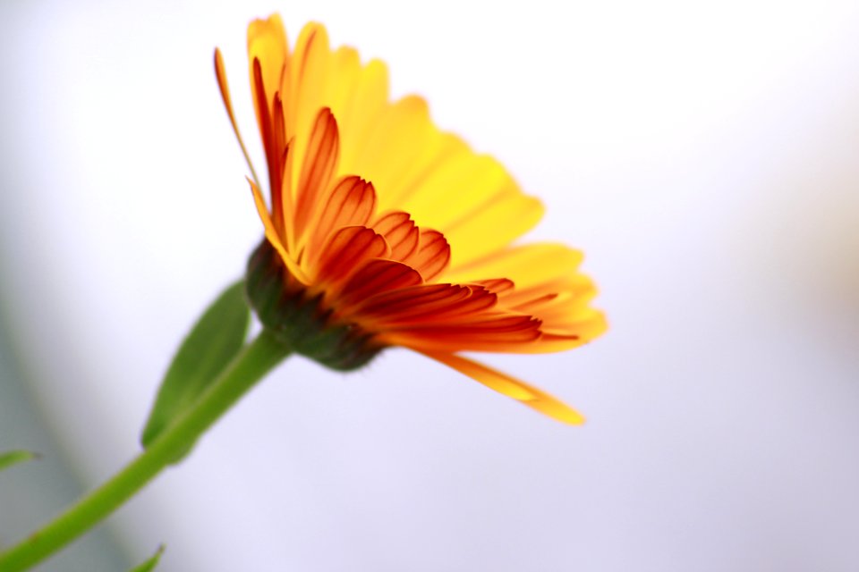 Blossom, Life, Detail