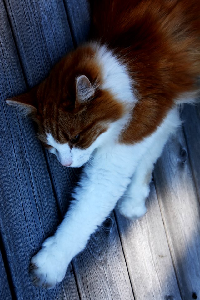 Geilo, Norge, Cat