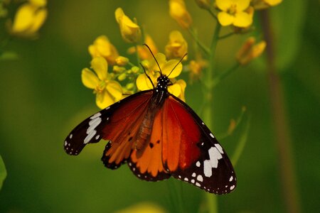 Animal butterfly wild