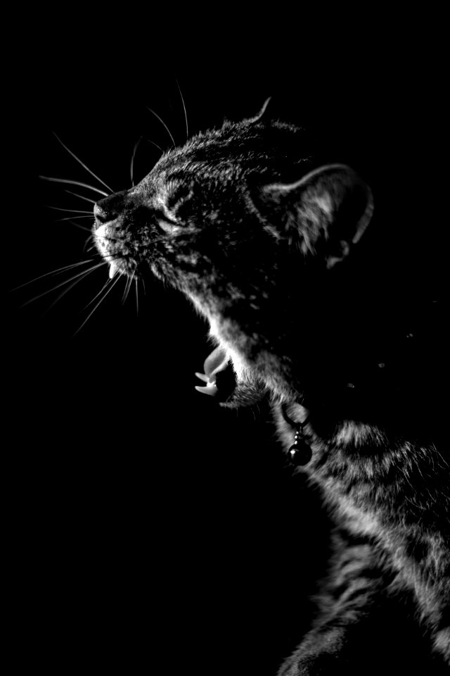 grayscale photo of a young tiger