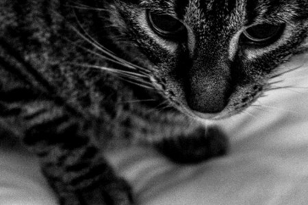Focus, Cat, Animal photo