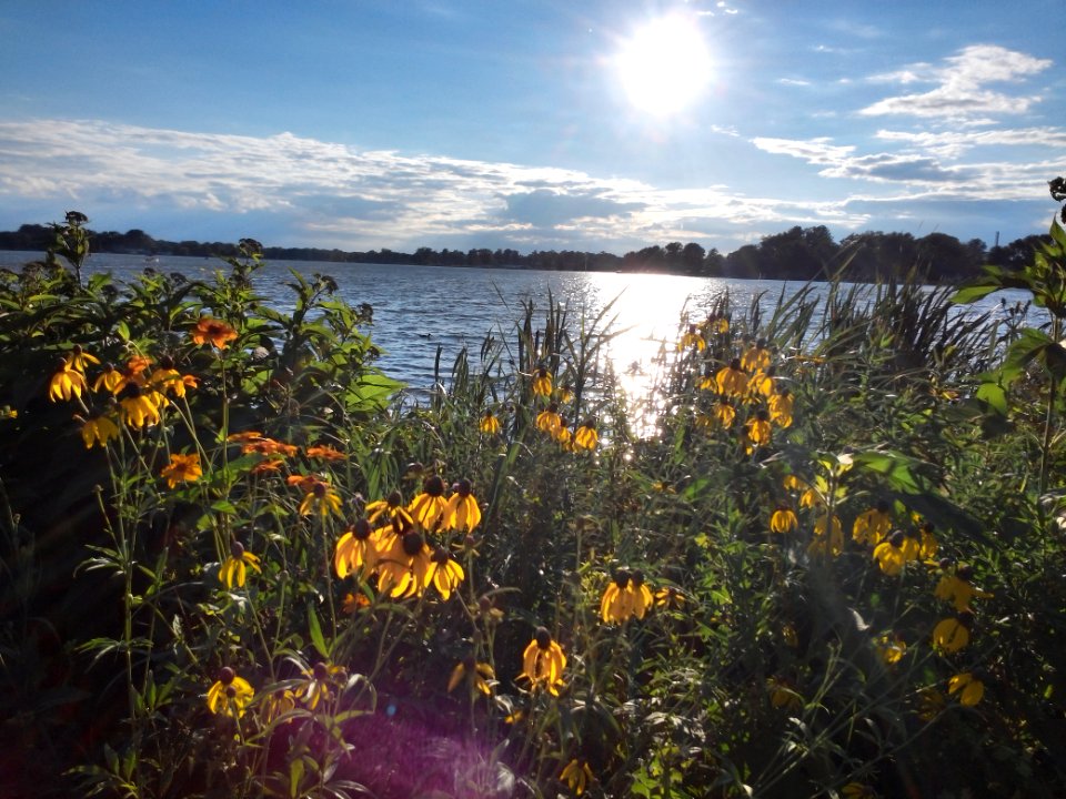 Winona lake, United states, Wildflowers
