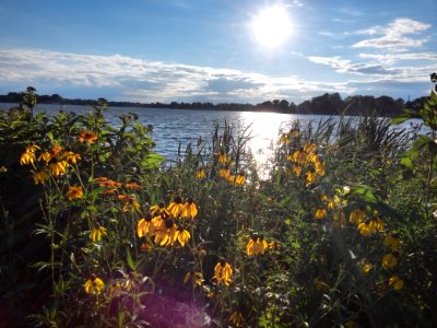 Winona lake, United states, Wildflowers photo
