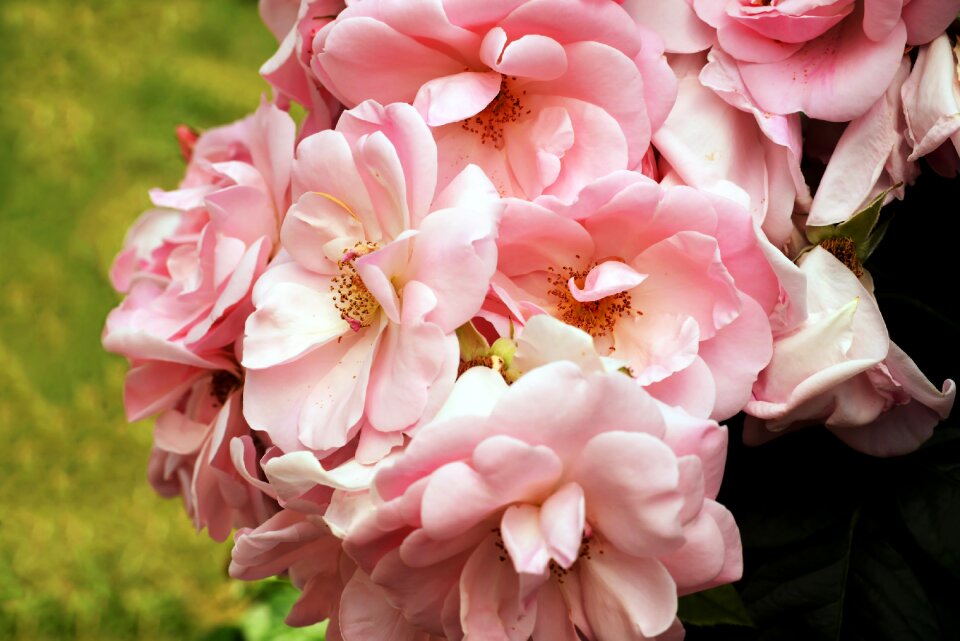 Pink macro the petals photo