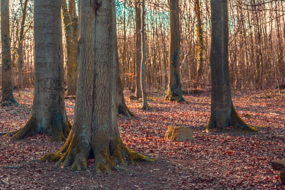 Autumn, Morning, Trees