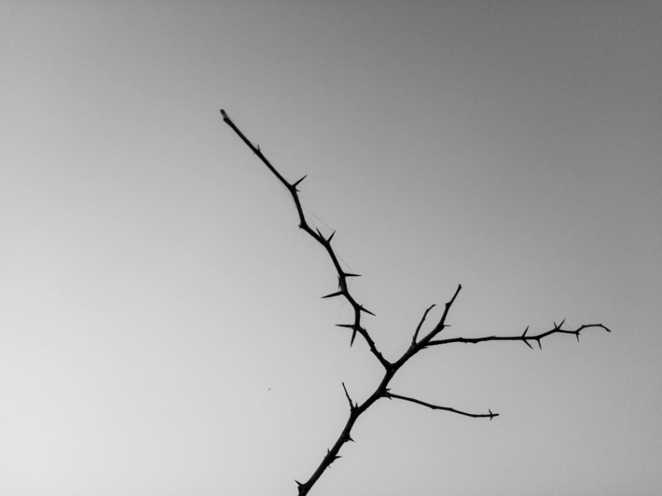 Shotoniphone, Branch, Monochrome