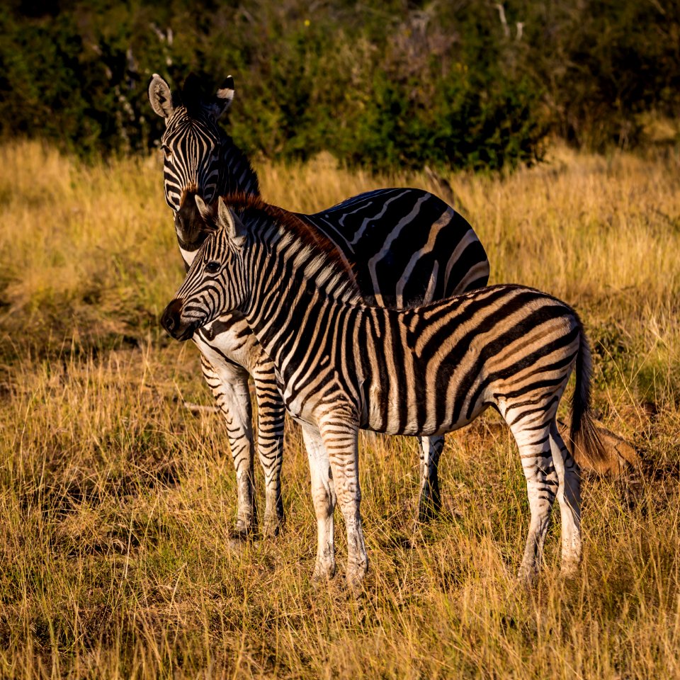 two zebras on grass