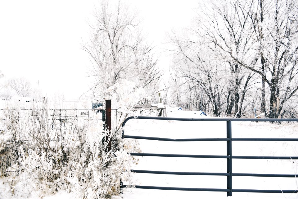 Trees, Winter, Nature