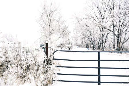 Trees, Winter, Nature
