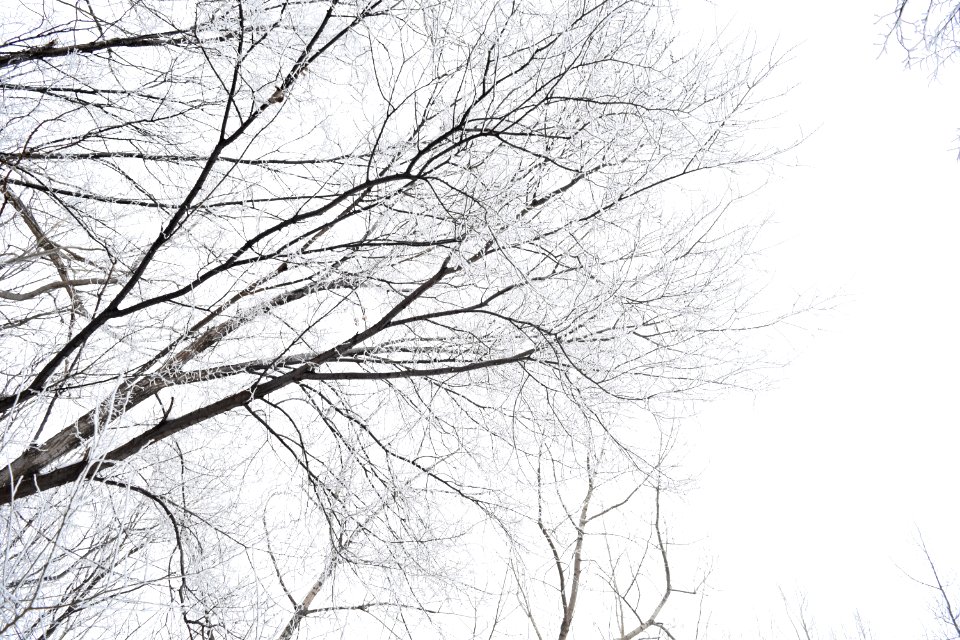 Snow, Winter, Nature