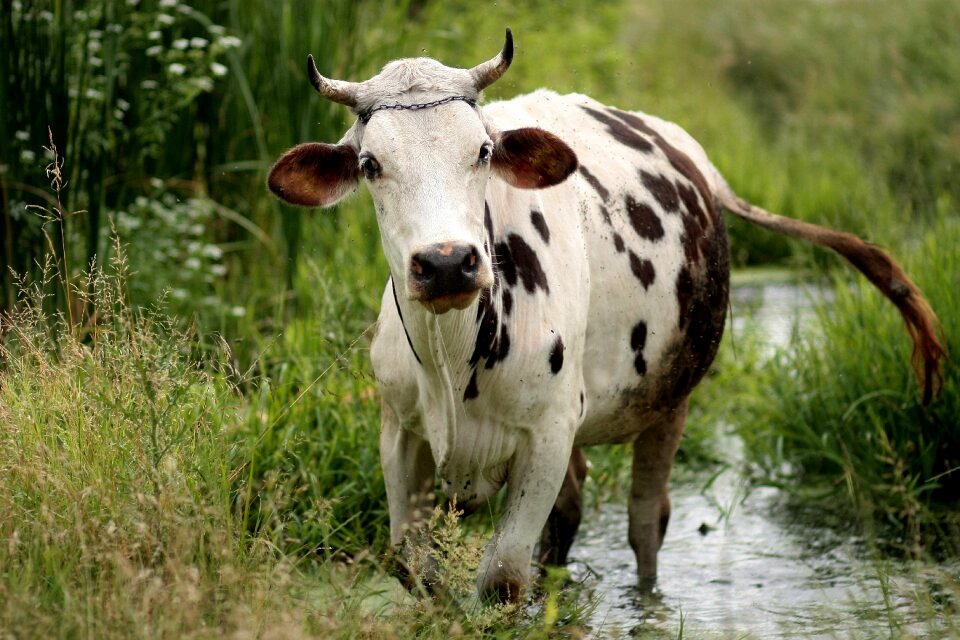 Water vegetation pet