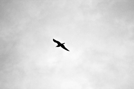 silhouette of bird flying photo