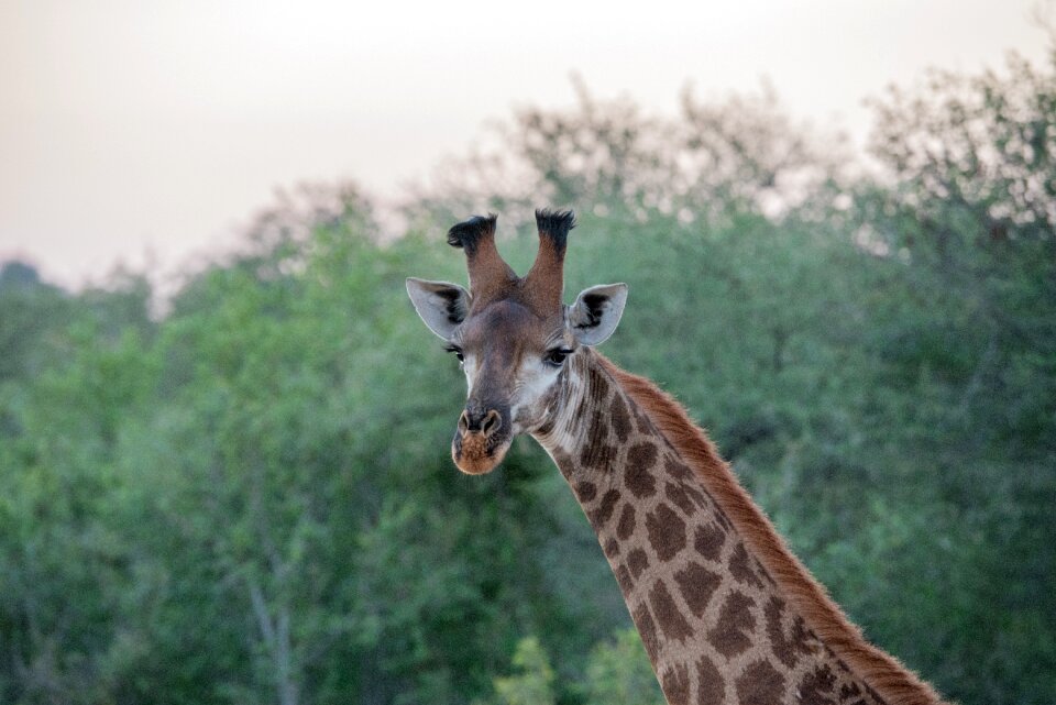 Giraffe nature trees