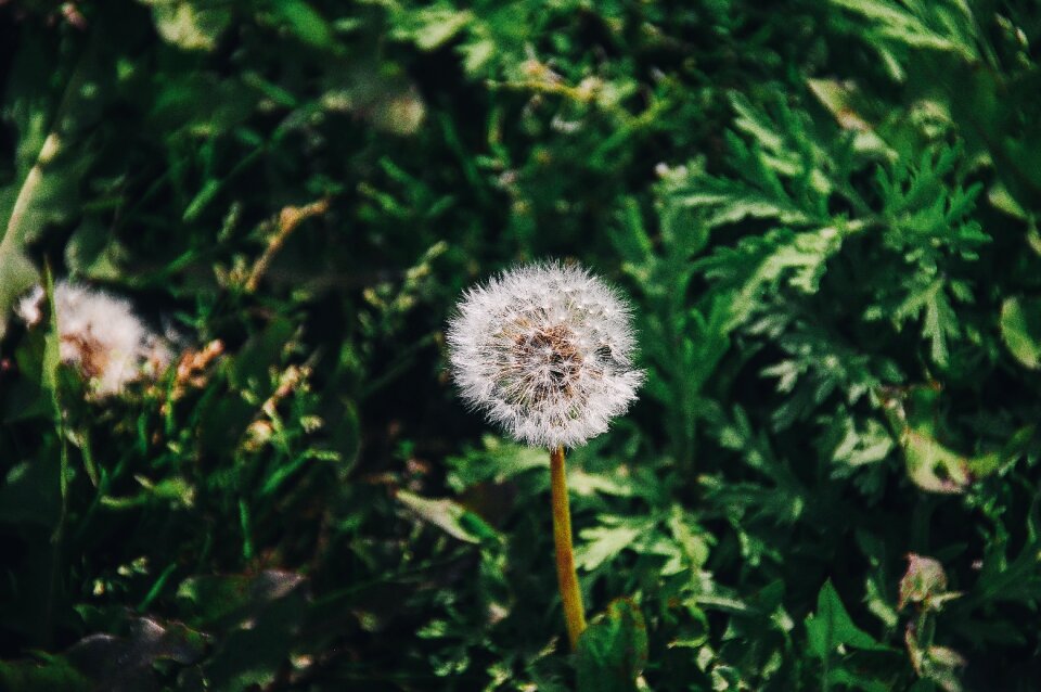 Field flora flower