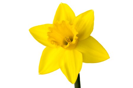 White background bloom marco