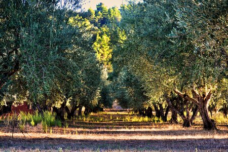 Orchard green forest