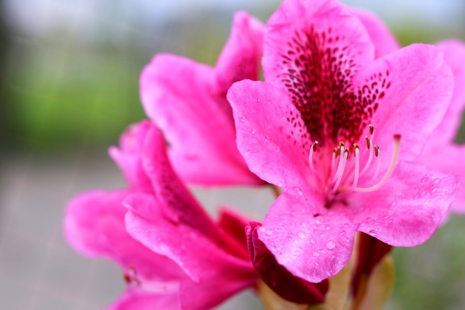 Nature, Pink, Flower
