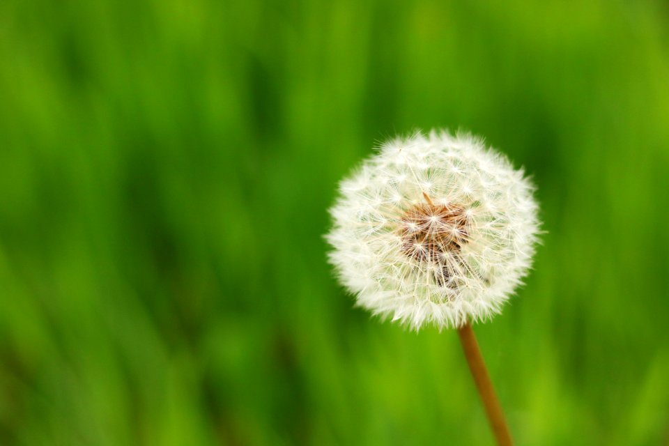Nature, Plant, Seeds
