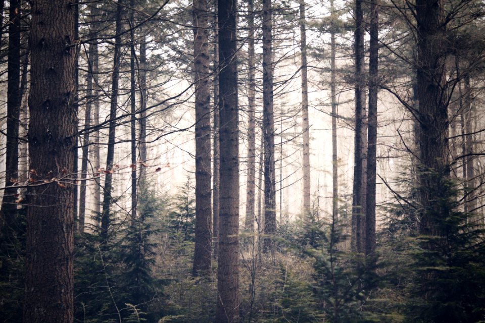 Forest, Trees