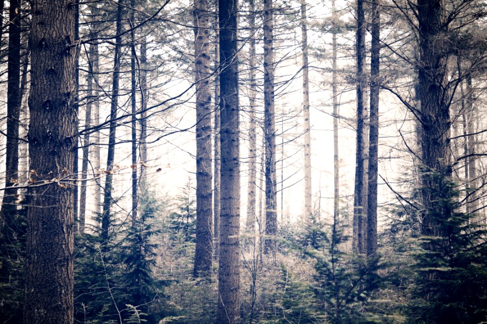 Forest, Trees