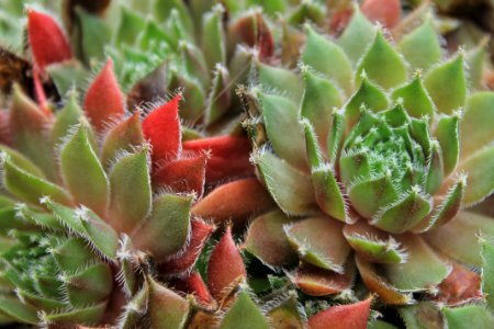 micro photography of succulent plant photo