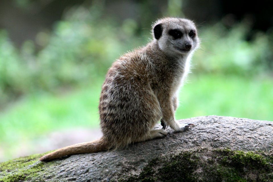 Burgers zoo, Arnhem, Netherl