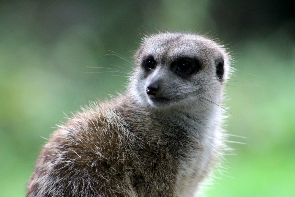 Burgers zoo, Arnhem, Netherl