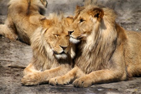 two lion laying on ground photo