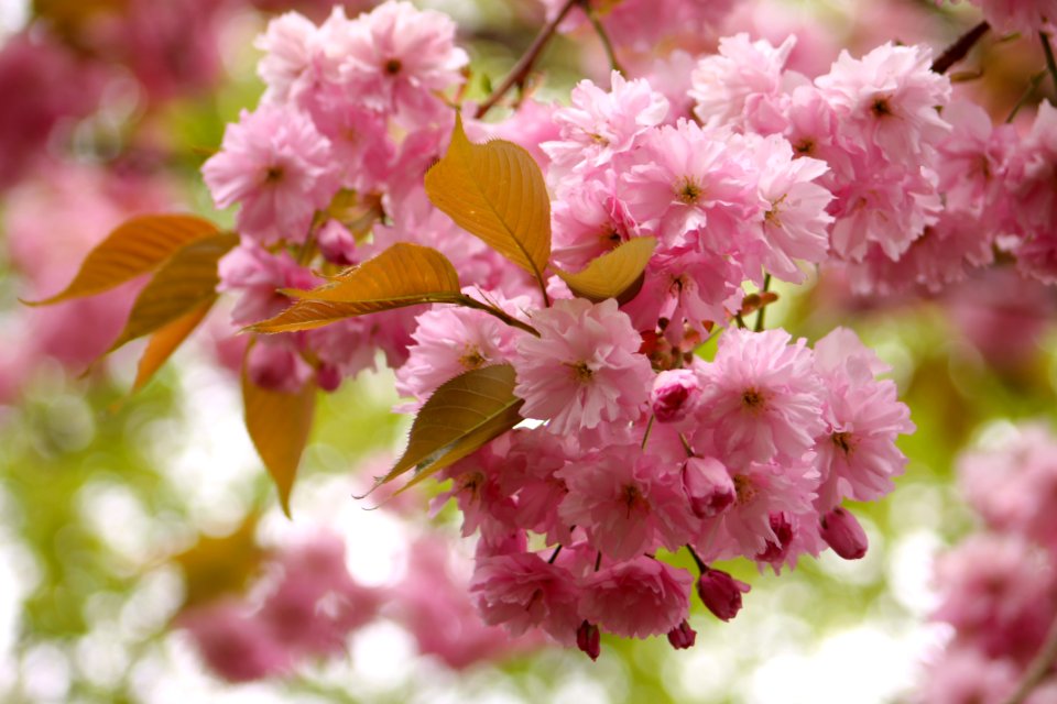 Netherl, Tree, Flower