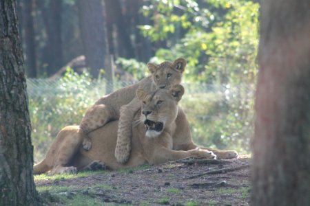 Safaripark beekse bergen, Hilvarenbeek, Netherl