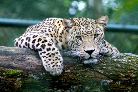 leopard on tree branch photo