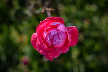 Garcia rose pink