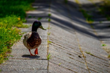 Augustow, Pol, Walking duck