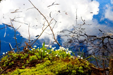 Vilnius, Lithuania, Nature photo