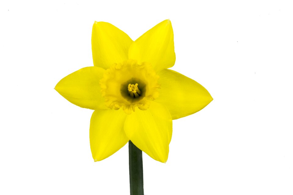White background bloom marco