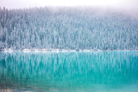green trees near body of water in landscape photography