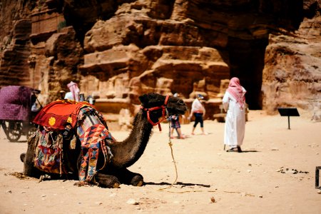 camel sitting on ground near people and rocks photo