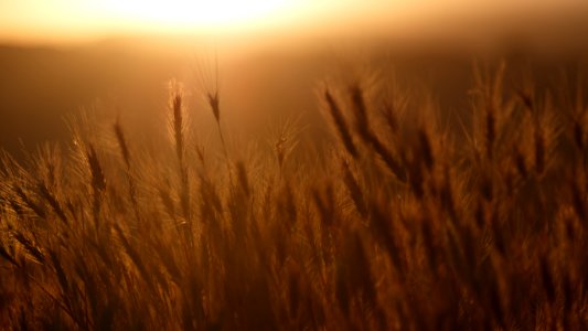 closeup photo of wheat field