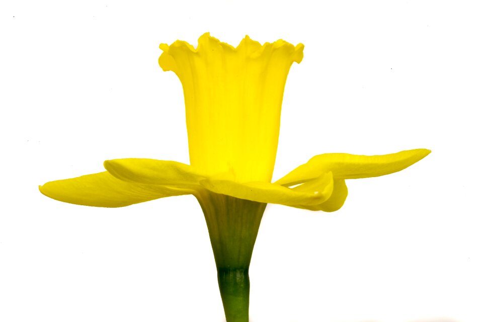 White background bloom marco