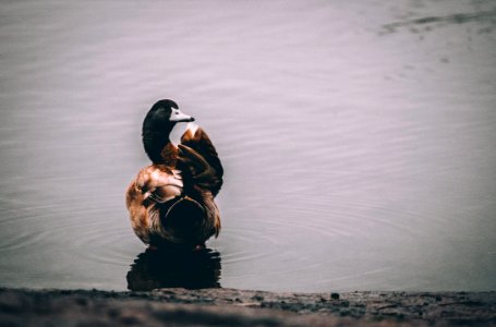 shallow focus photography of black and brown duck on lake photo