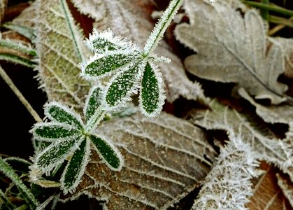 Leaf crystal formation nature