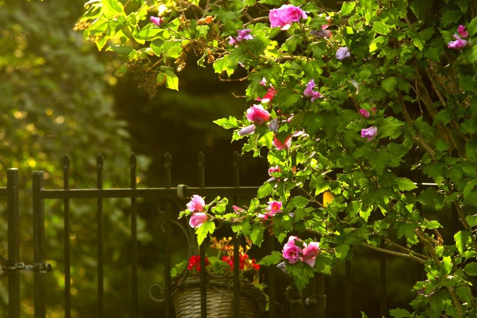 Flowers, Soft light, Garden gate