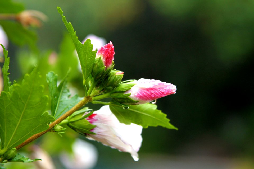 Flower, Water drops, Rain